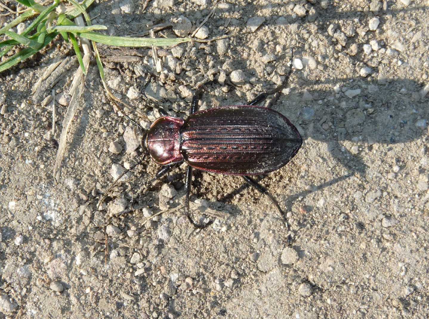 Carabus morbillosus constantinus